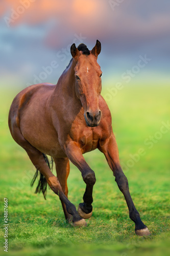 Horse in motion in spring field landscape