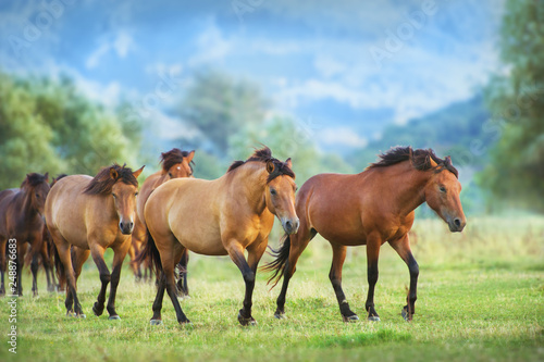 Horse herd run on summer pasture