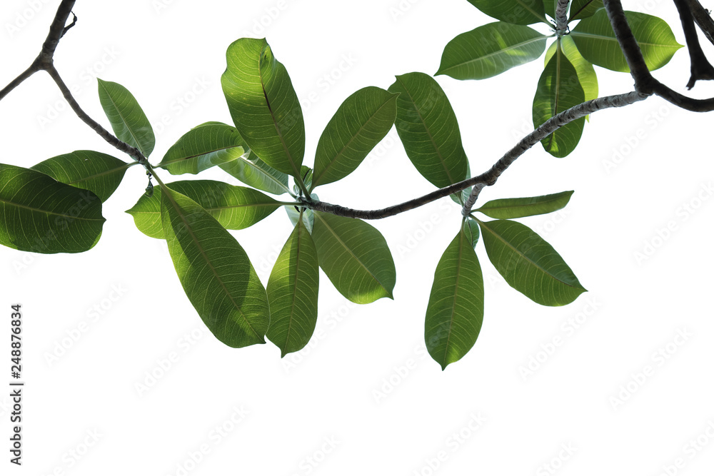 Green tree branch isolated Green tree branch isolated