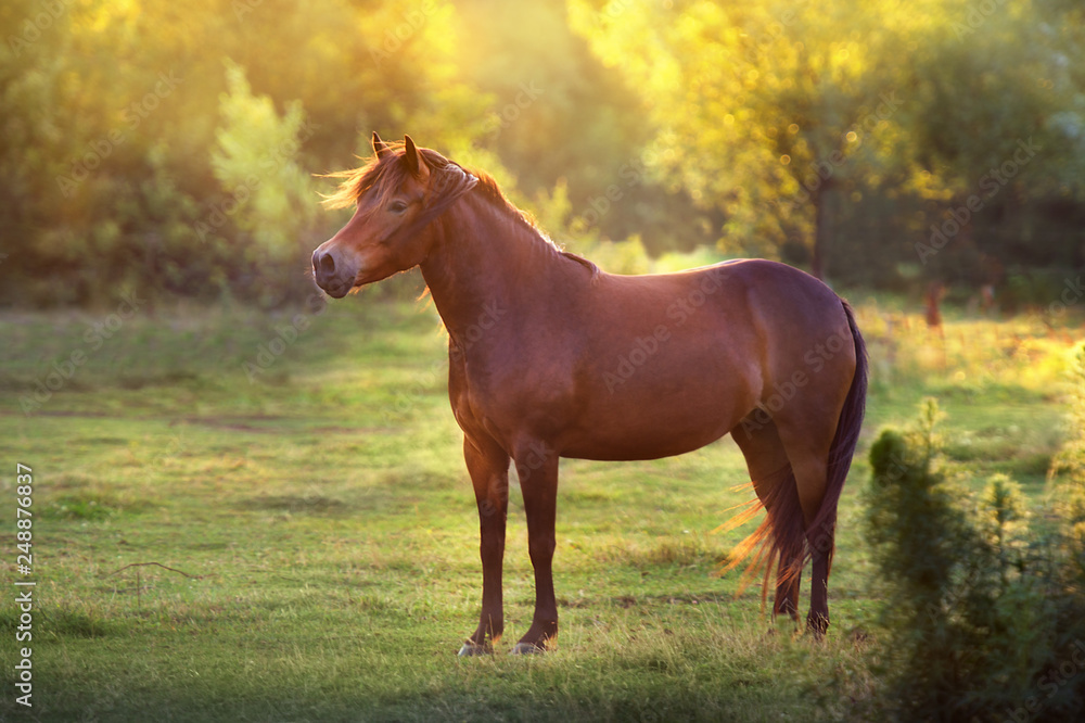 Bay mare standing at sunset field Bay mare standing at sunset field