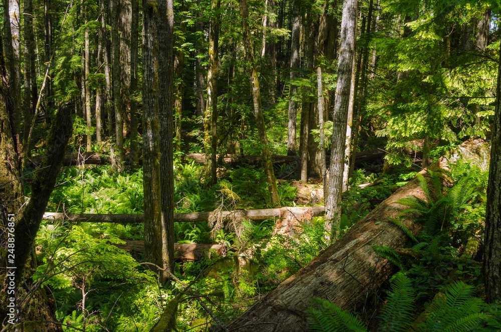 Beautiful Sunlit Forest in Summer. Campbell River, BC, Canada. Beautiful Sunlit Forest in Summer. Campbell River, BC, Canada.