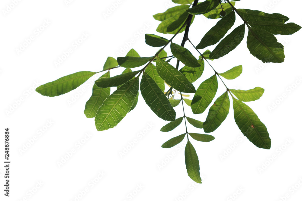 Fototapeta premium Green tree branch isolated