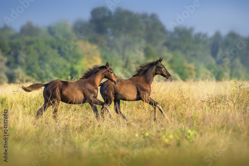 Two colt run at autumn field © kwadrat70