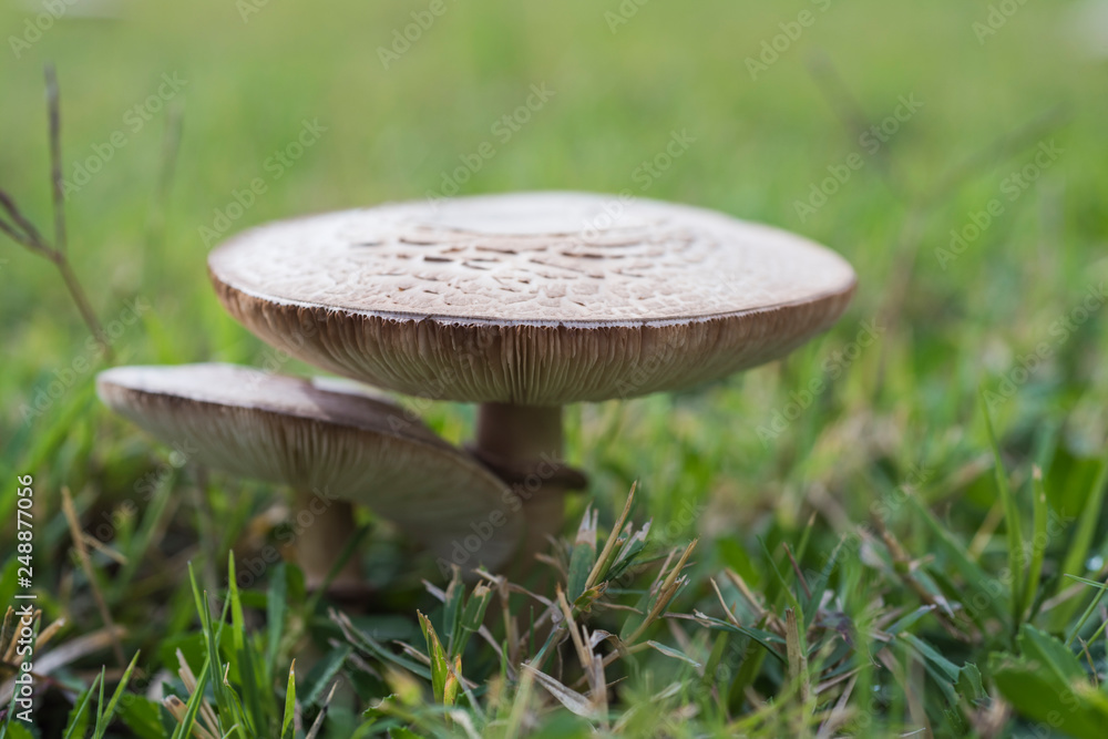Closeup detail of field mushroom growing wild Closeup detail of field mushroom growing wild