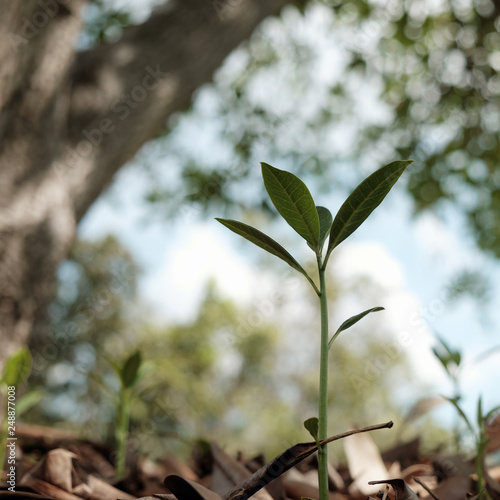 Small tree plant closeup