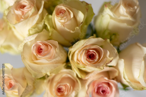 White and pink roses in a vase