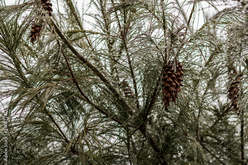 Pine trees in the winter