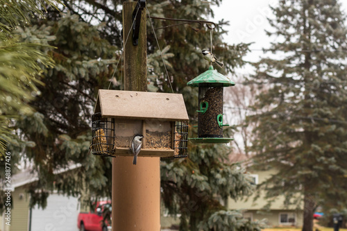 Chickadee's sitting on a bird house
