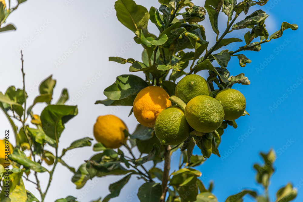 Ripe and Unripe Lemons on a Lemon Tree