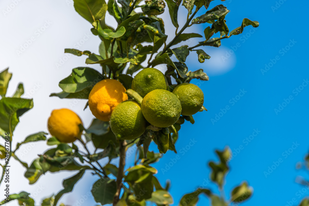 Ripe and Unripe Lemons on a Lemon Tree
