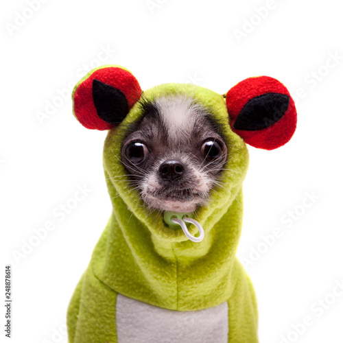 Peruvian hairless and chihuahua mix dog in frog costume