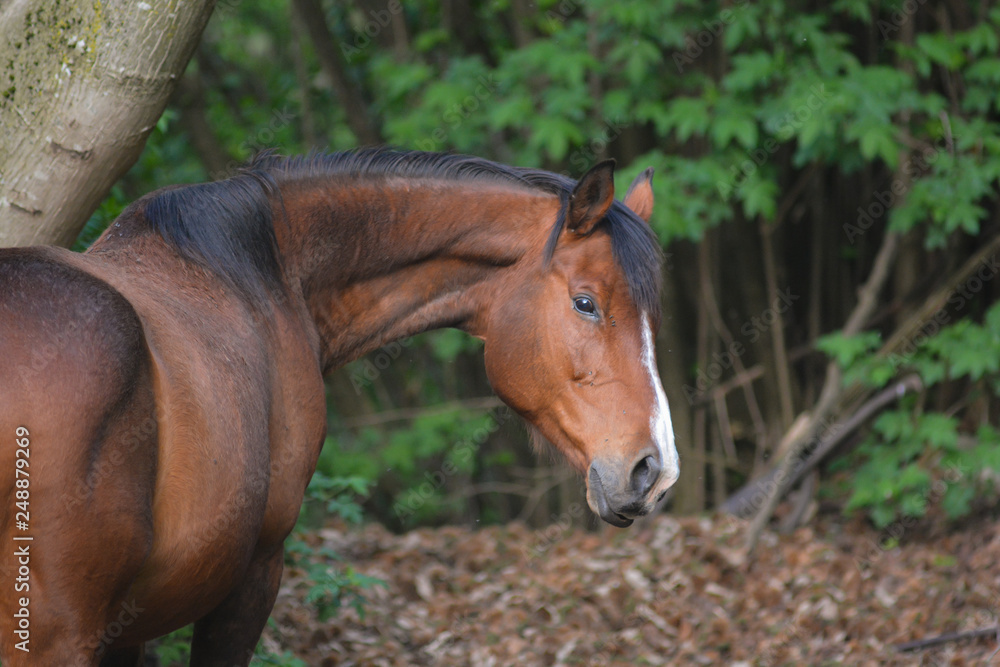 Fototapeta premium brązowy koń zbliżenie