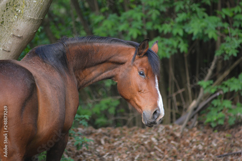 primo piano di cavallo marrone