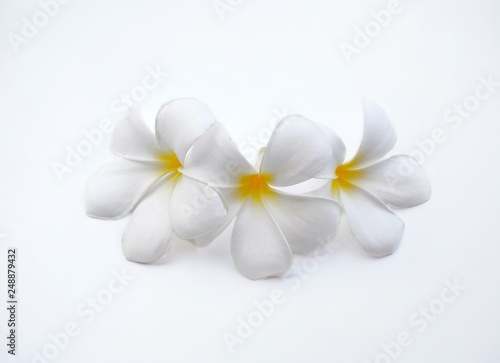 white plumeria flowers are blooming on white background