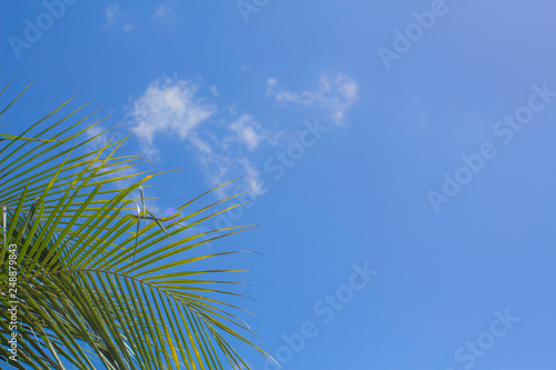 Background sky coconut,Bright in Phuket Thailand,In the daytime from the actual location. © Stock.Foto.Touch