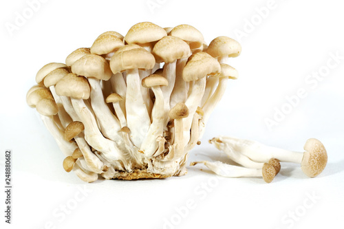 Shimeji mushroom isolated on white