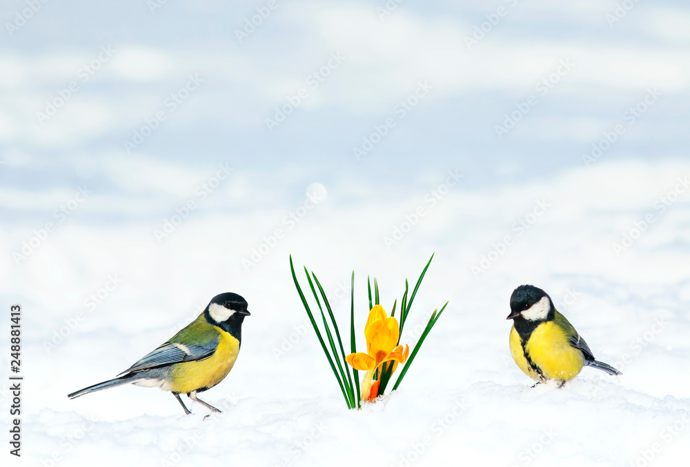 cute spring card two birds Tits flew into the garden to the first flowers snowdrops yellow crocuses