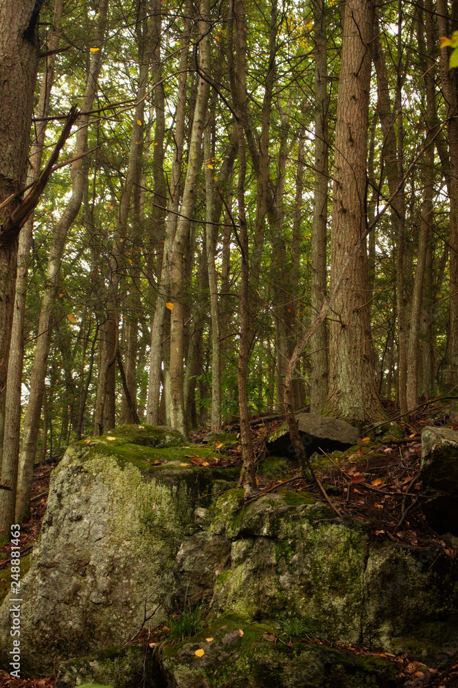 Trees, stone and moss