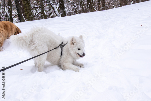 white samoyed dog for a walk and waiting for friends 