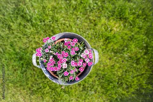 Blooming, Pink Canation Flowers in Tin Bucket standing on Grass. photo