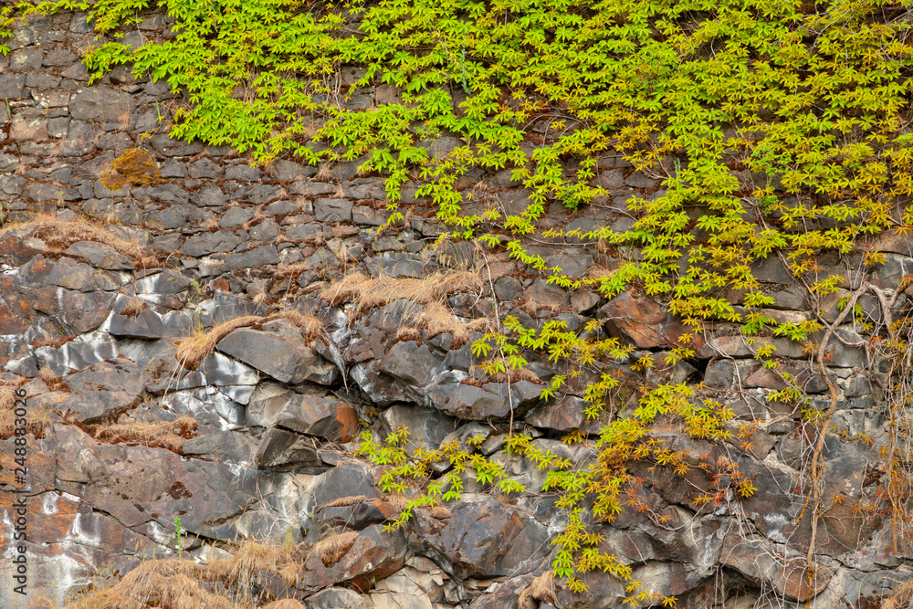 Green leafy vines growing on the side of a steep rocky cliff Green leafy vines growing on the side of a steep rocky cliff
