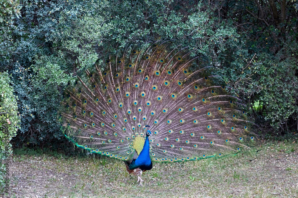 Obraz premium Samiec Peacock rozkładający ogon