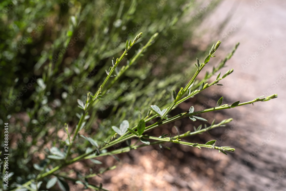 closeup of a plant leaf branch nature forest closeup of a plant leaf branch nature forest
