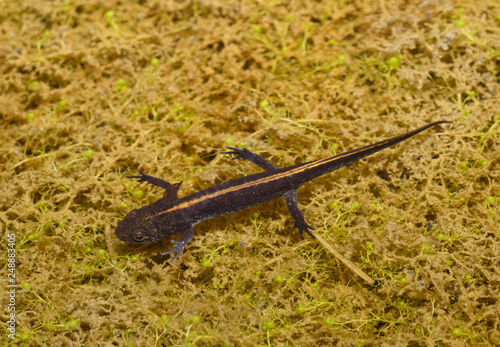 Triturus cristatus, crested newt photo