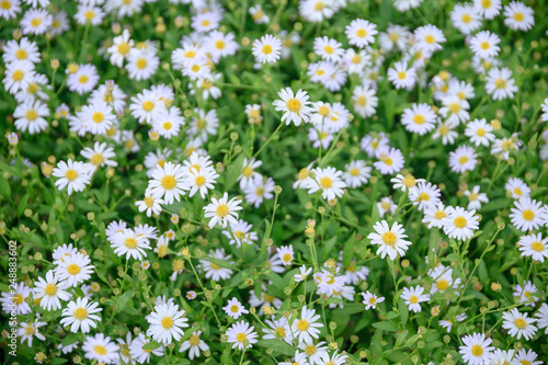 Daisy flower or Chamomile yellow pollen blossom © Mumemories