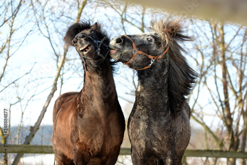 Wilde Pferde. Zwei Island Pferde spielen auf der Koppel © Grubärin