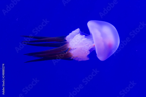 Colorful dangerous red and white jellyfish medusa swimming underwater blue background