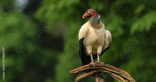 King vulture, Sarcoramphus papa, large bird found in Central and South America. King vulture in tree. Bird, forest in the background. Wildlife scene from tropic nature. Eagle in the nature habitat.