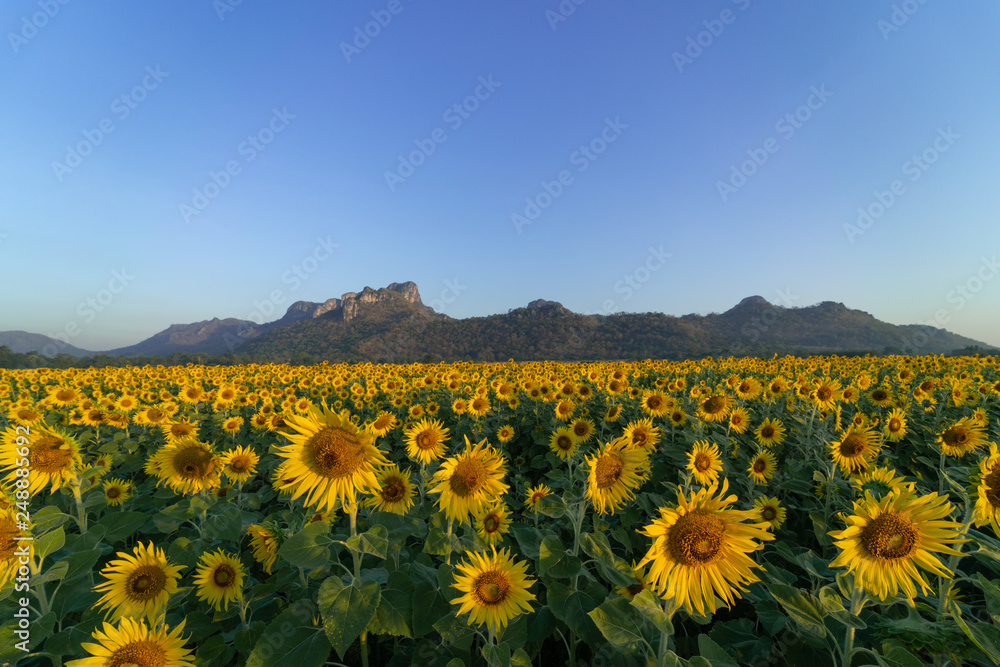 Obraz premium Lanscape of sunflower fields with mountain background.