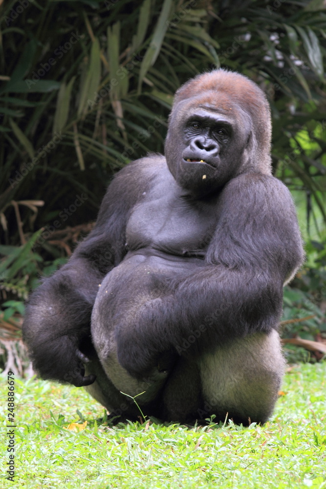silverback gorilla, wildlife photography