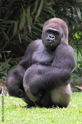 silverback gorilla  wildlife photography
