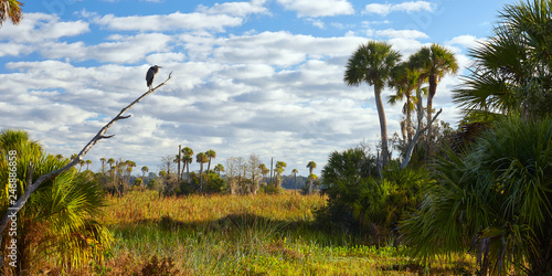Palm trees and bird at Orlando Wetlands Park in Orange County, Florida