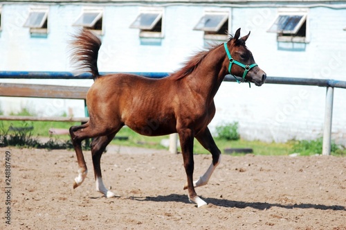 Movement of the lynx foal