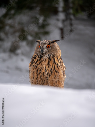 Eurasian eagle-owl (Bubo Bubo) in snowy fores. Eurasian eagle owl sitting on snowy ground. Owl portrait.