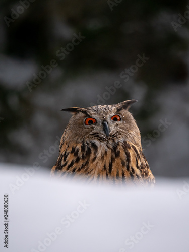 Eurasian eagle-owl (Bubo Bubo) in snowy fores. Eurasian eagle owl sitting on snowy ground. Owl portrait.