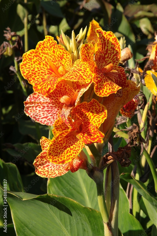 yellow and orange,spotted flower of canna plant