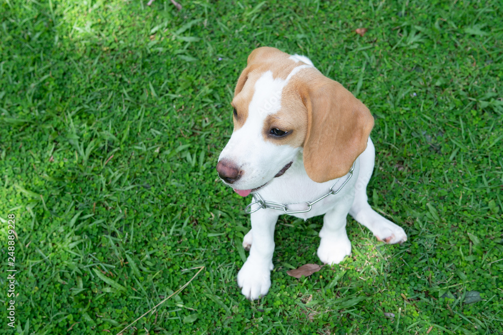 Brown ears Beagle dog sitting on the green grass yard waiting for someone to play with