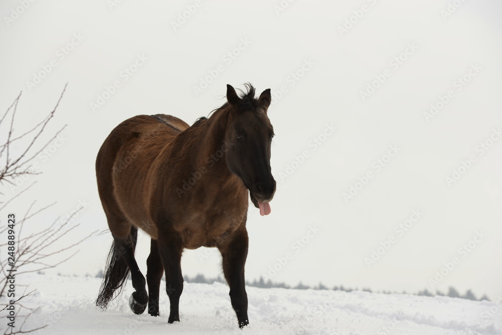 Freches Pferd. Dunkles Pferd im Schnee zeigt seine Zunge