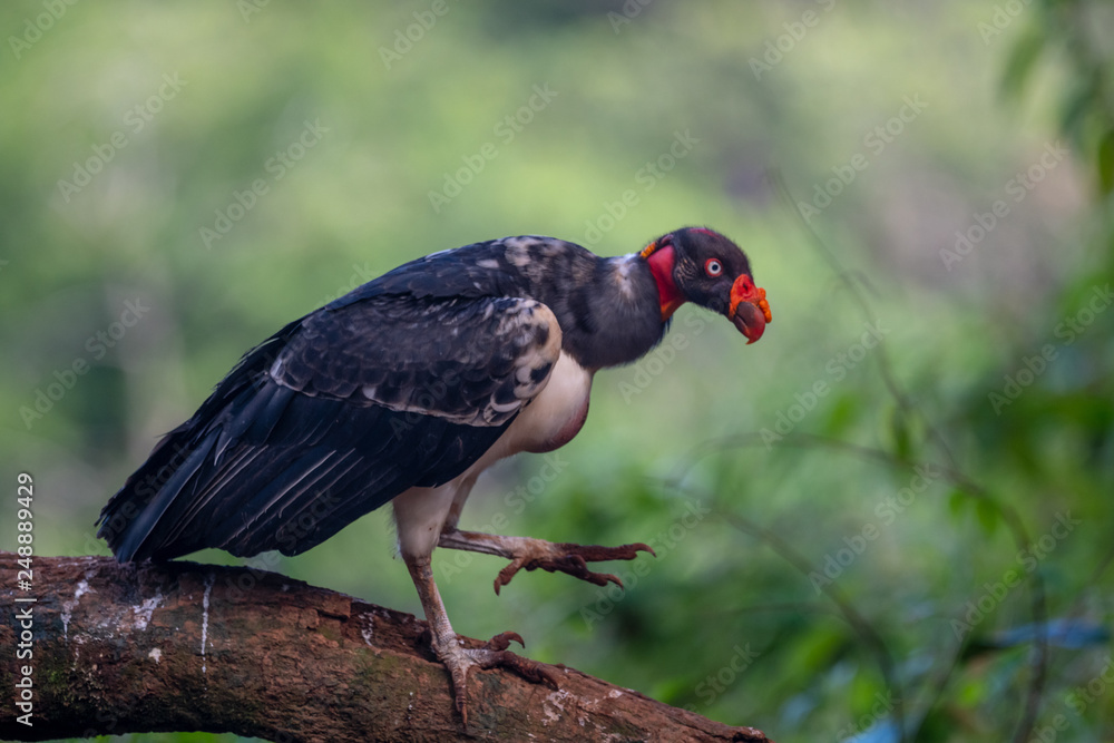 King vulture, Sarcoramphus papa, large bird found in Central and South America. Flying bird, forest in the background. Wildlife scene from tropic nature. Red head bird. Condor with open wing, Panama King vulture, Sarcoramphus papa, large bird found in Central and South America. Flying bird, forest in the background. Wildlife scene from tropic nature. Red head bird. Condor with open wing, Panama