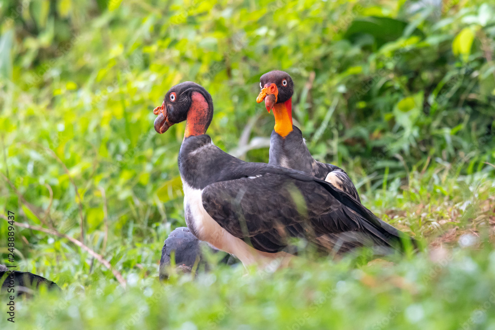 Fototapeta premium King vulture, Sarcoramphus papa, large bird found in Central and South America. Flying bird, forest in the background. Wildlife scene from tropic nature. Red head bird. Condor with open wing, Panama