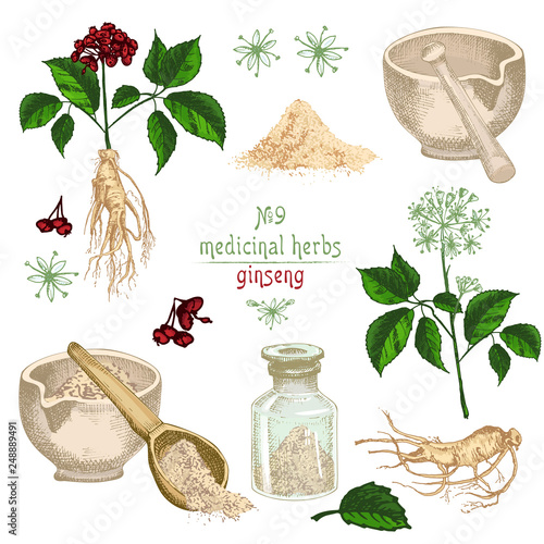 Realistic Botanical colorful sketch of ginseng root, flowers, berries, bottle, mortar and pestle isolated on white