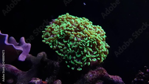 Ephyllia branched green hammer LPS coral in reef tank photo