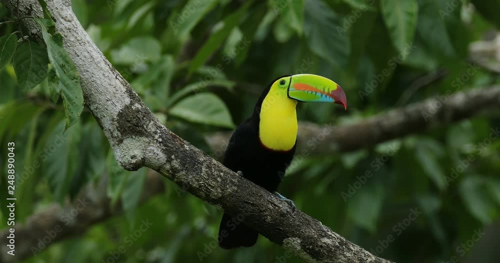 Toucan sitting on the branch in the forest, green vegetation, Panama. Nature travel in central America. Keel-billed Toucan, Ramphastos sulfuratus, bird with big bill. Wildlife Costa Rica. Toucan sitting on the branch in the forest, green vegetation, Panama. Nature travel in central America. Keel-billed Toucan, Ramphastos sulfuratus, bird with big bill. Wildlife Costa Rica.