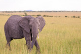 Elephant walking on the grass of savanna