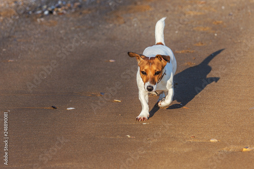 Little beautiful funny dog ​​Jack Russell Parson Terrier enthusiastically and cheerfully plays on the sea beach. Charming legendary cult dog terrier Jack Russell Parson frolics in nature