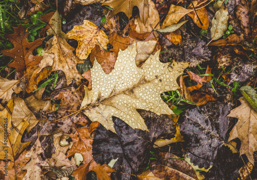 A golden fallen leaf covered in water droplets in autumn in the forest A golden fallen leaf covered in water droplets in autumn in the forest